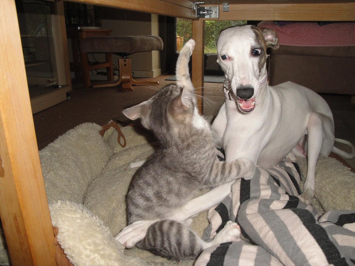 Whippet Snehvid'e Freya - Min bedste ven Herkules:) billede 17