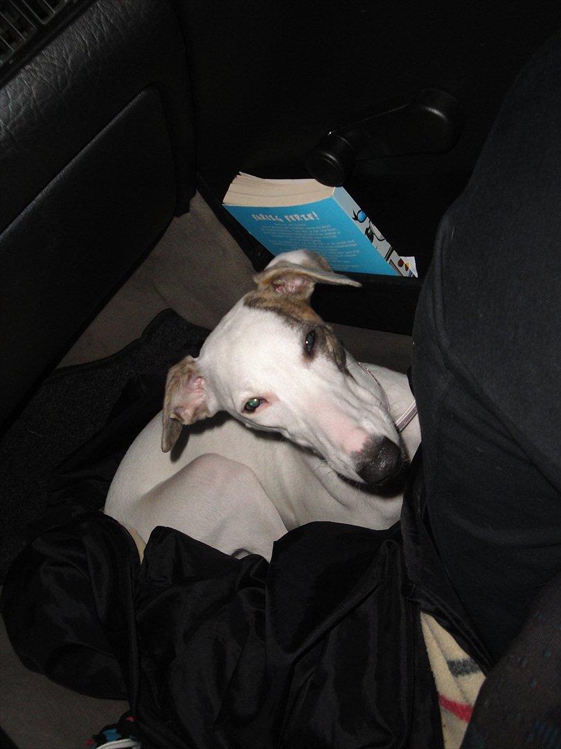 Whippet Snehvid'e Freya billede 18