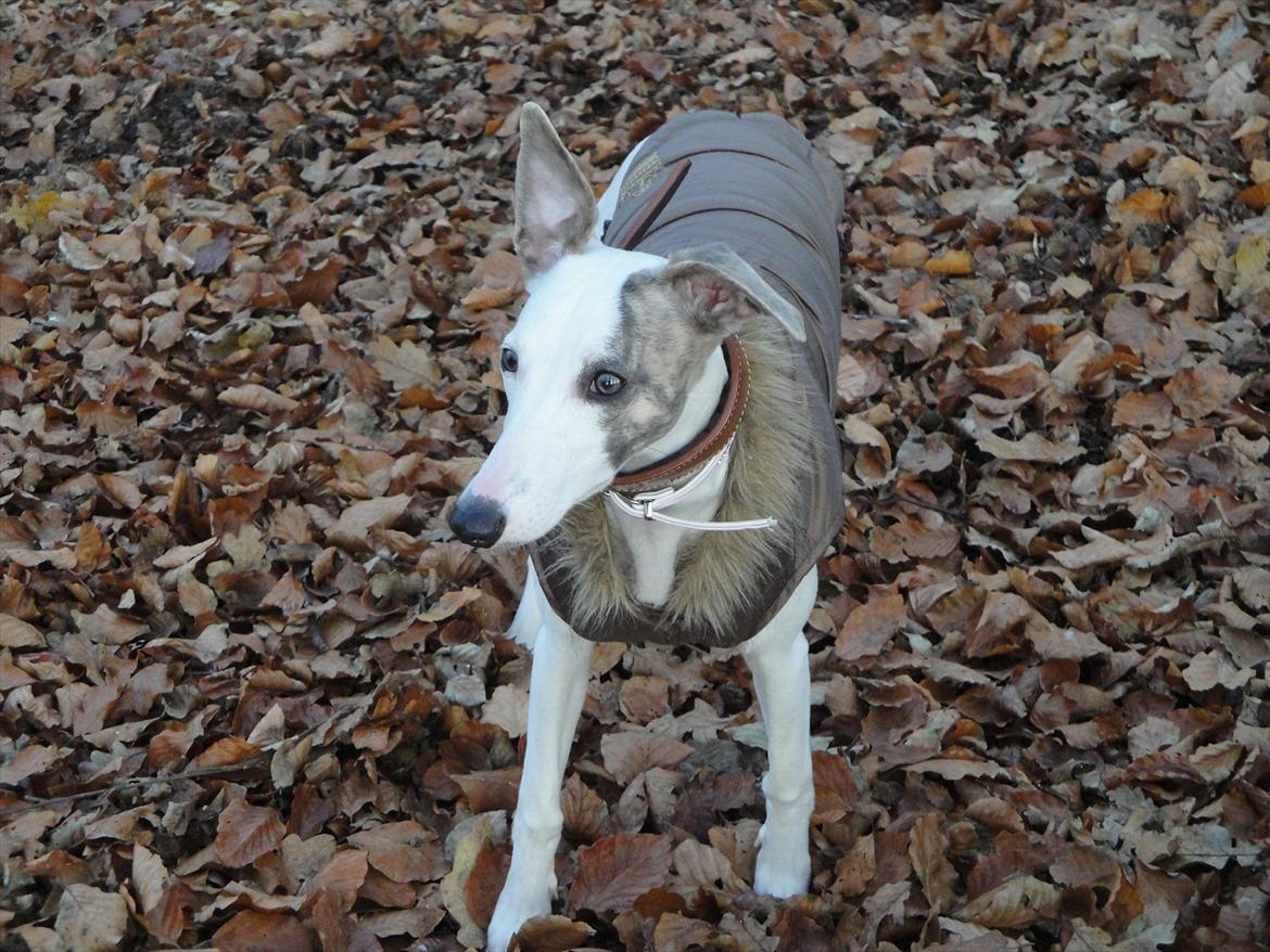 Whippet Snehvid'e Freya - Tak fordi du kiggede forbi :) billede 19