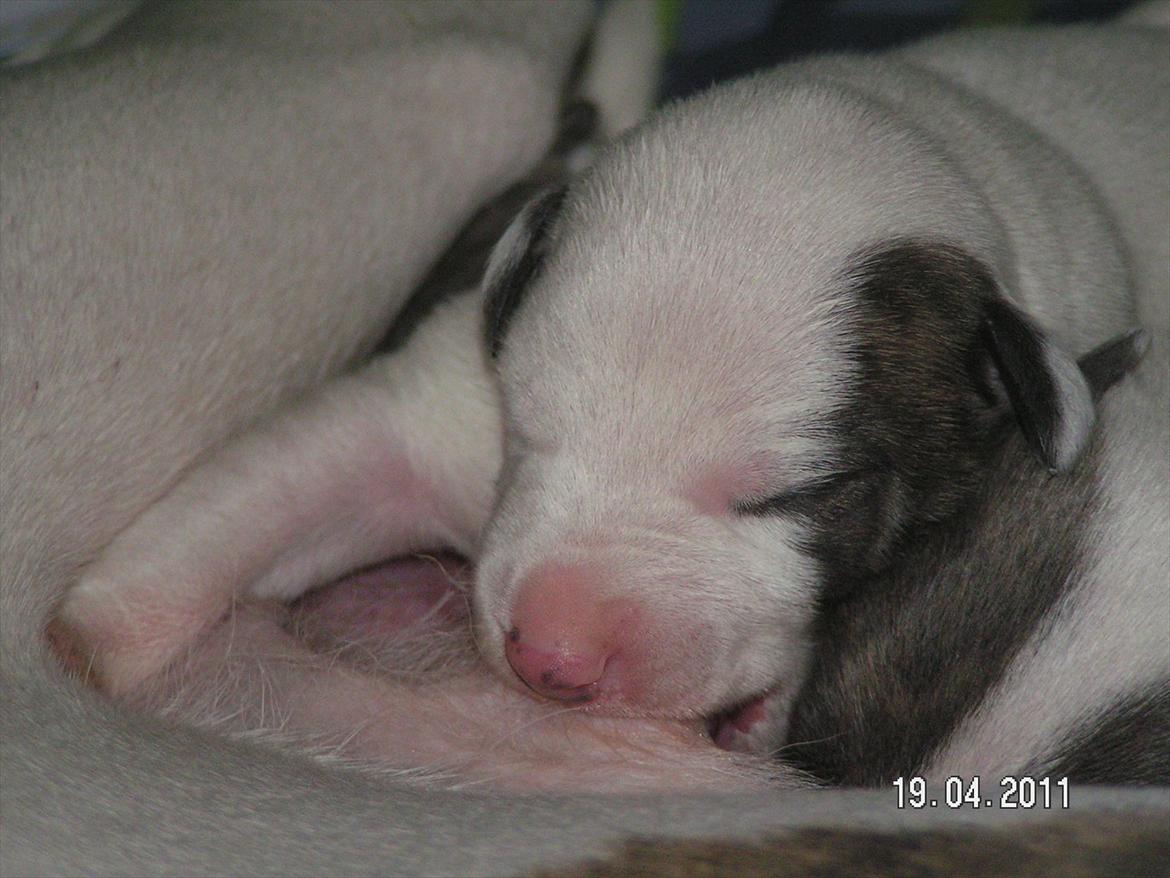 Whippet Snehvid'e Freya - Baby puppy :D billede 2