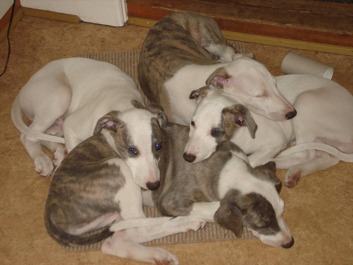 Whippet Snehvid'e Freya - find Holger, blandt de smukke søskende :) billede 4