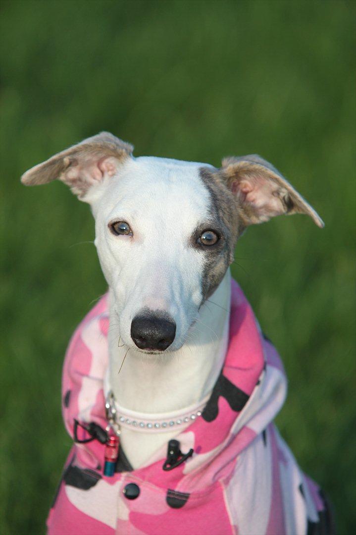 Whippet Snehvid'e Freya - Velkommen til Freya's profil :) billede 1