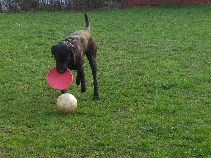 Blanding af racer baloo billede 5