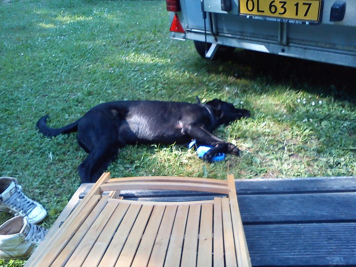 Blanding af racer baloo billede 15