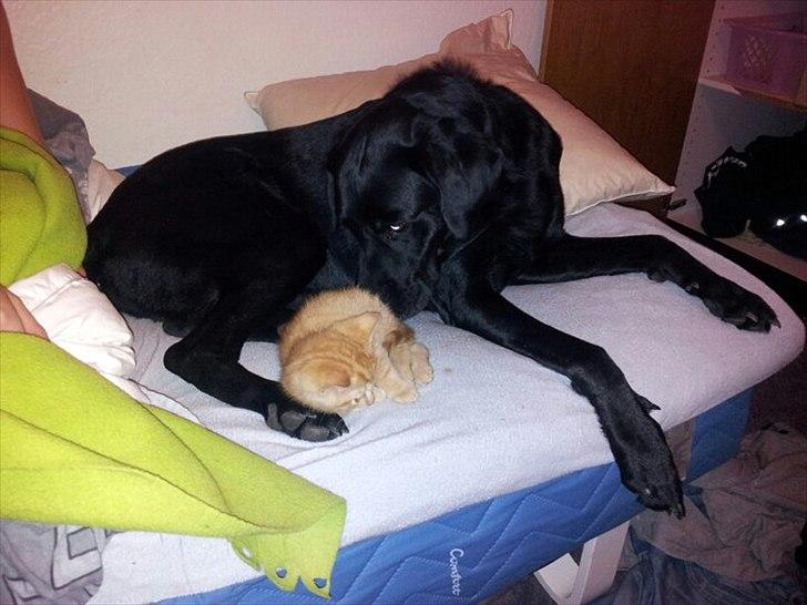 Blanding af racer baloo - baloo og hans nye baby på 4 uger :)  billede 8