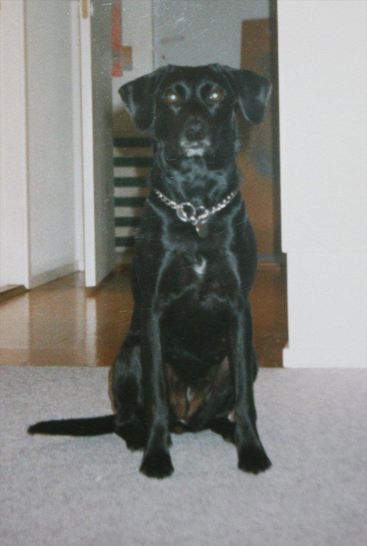 Blanding af racer Zita billede 11