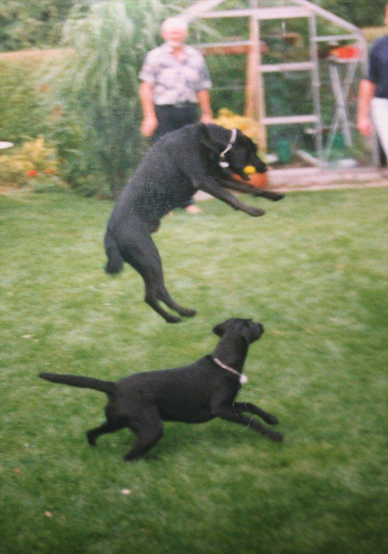 Blanding af racer Zita - Zita med sin bror Buller billede 14