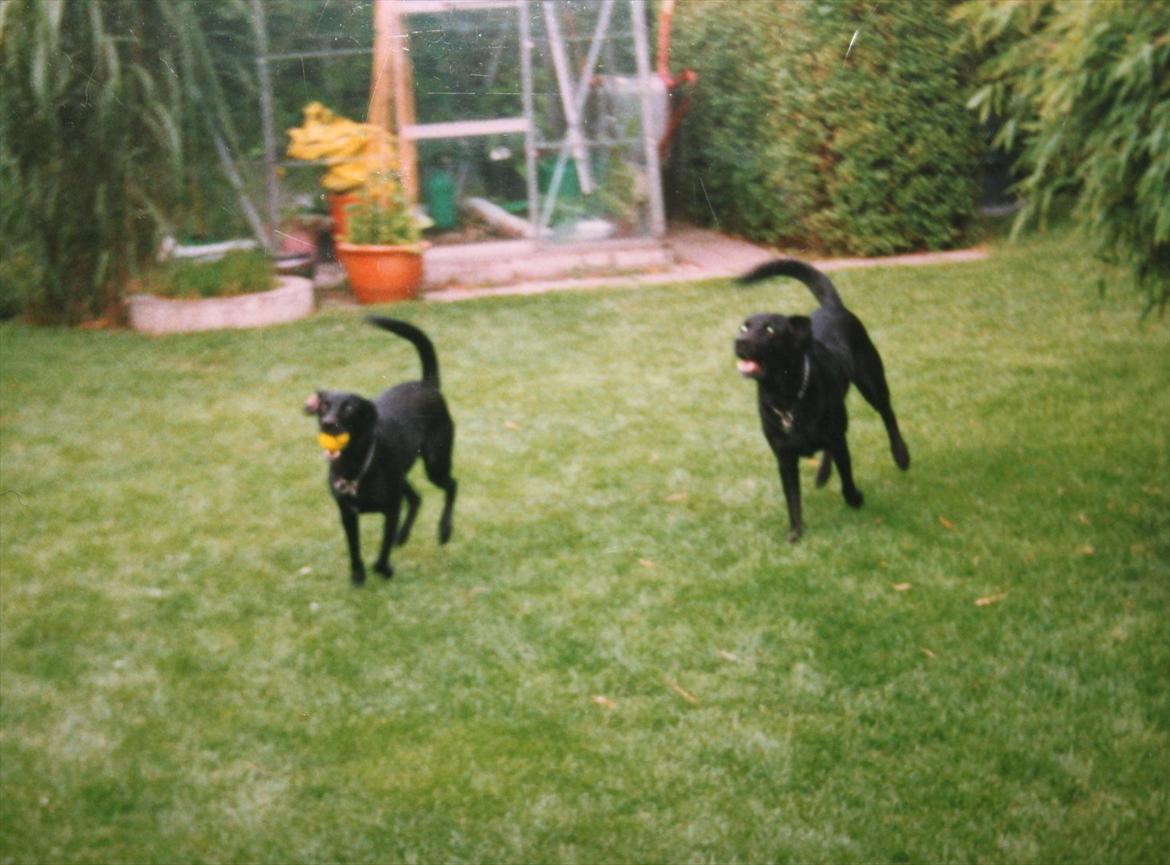 Blanding af racer Zita - Zita med sin bror Buller billede 15