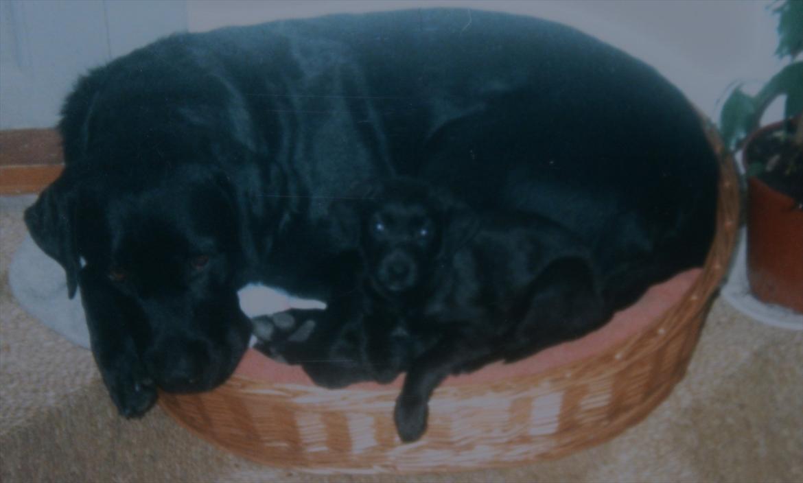 Blanding af racer Zita - Zita med sin ven Balder billede 16