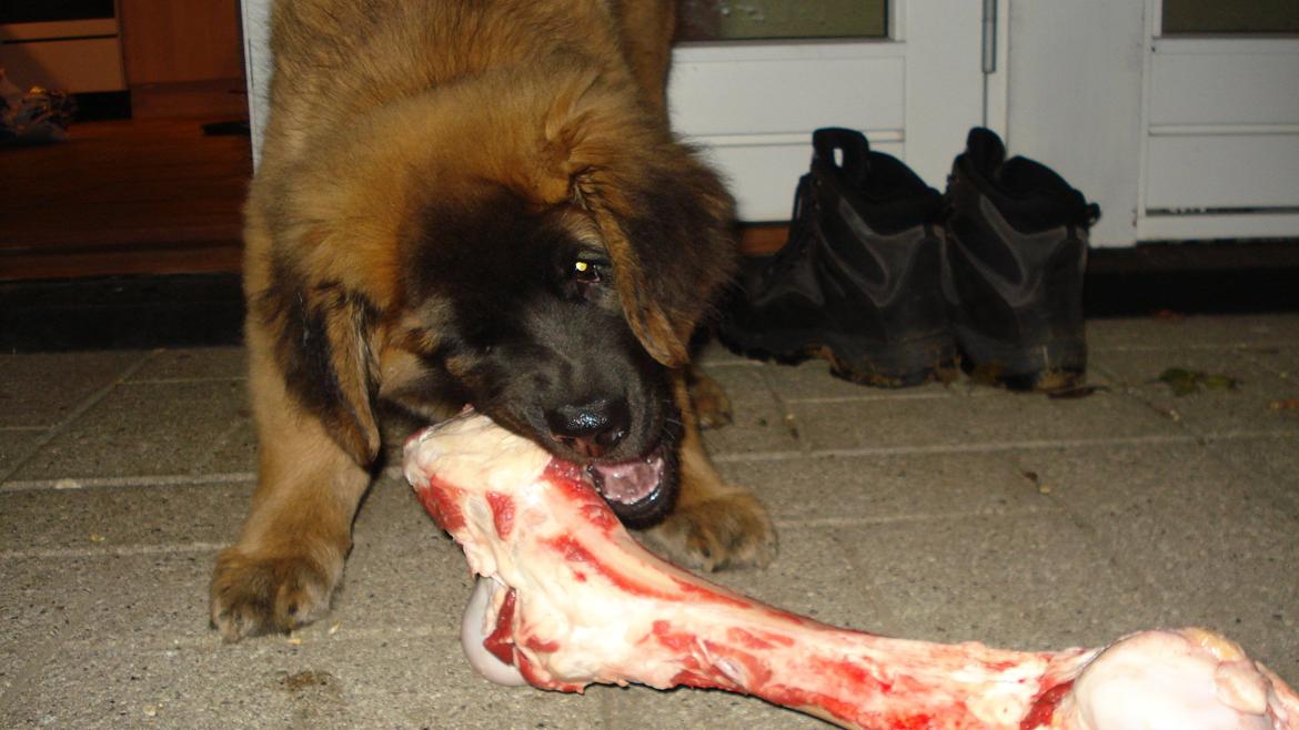 Leonberger Julius billede 12