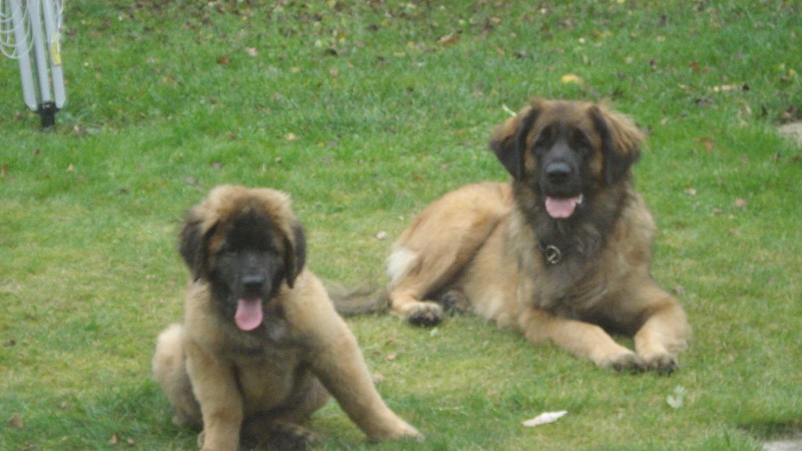 Leonberger Julius billede 16