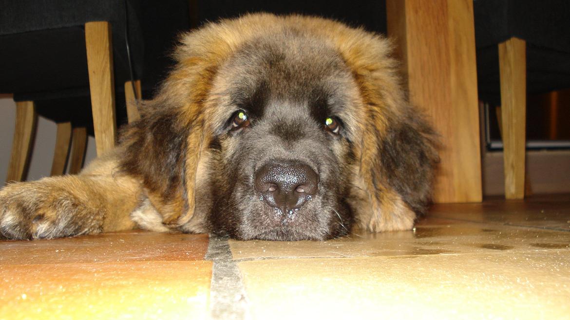 Leonberger Julius billede 18