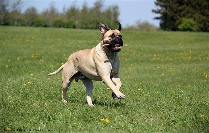 Bullmastiff > Benjamin < billede 17