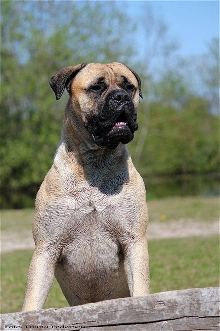 Bullmastiff > Benjamin < billede 10