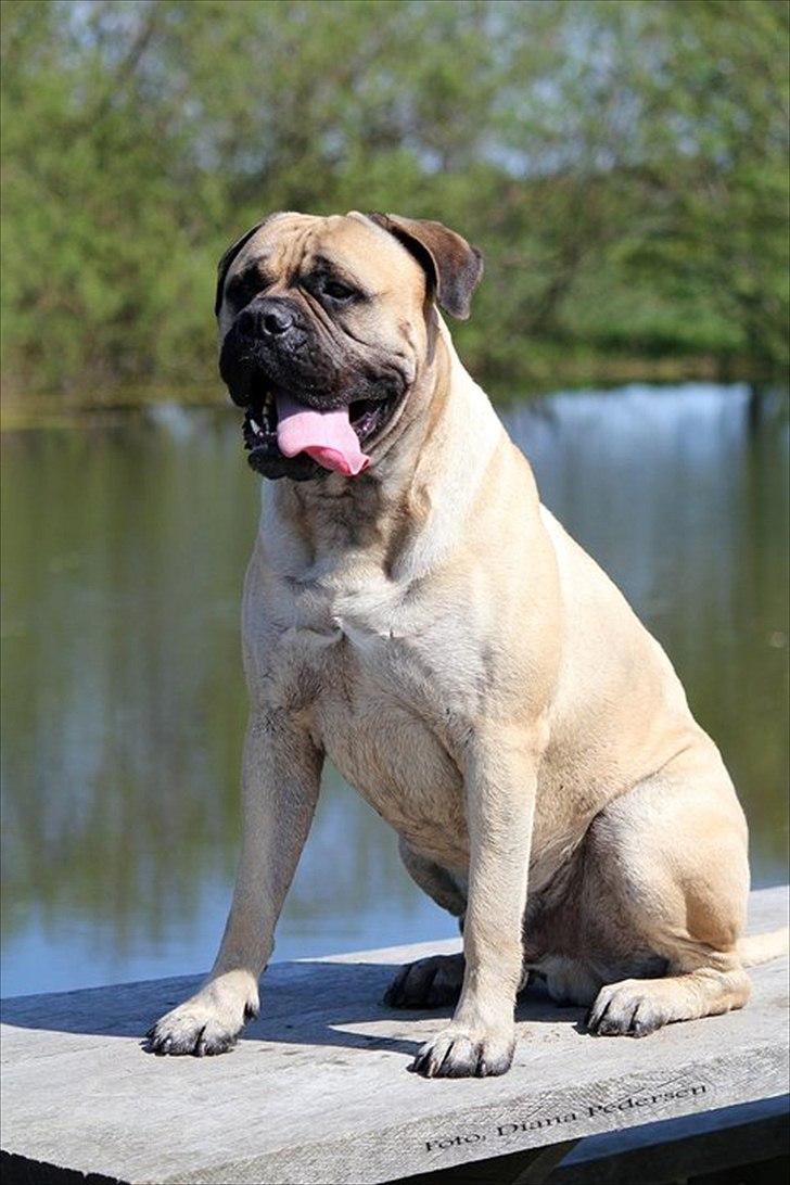 Bullmastiff > Benjamin < billede 18