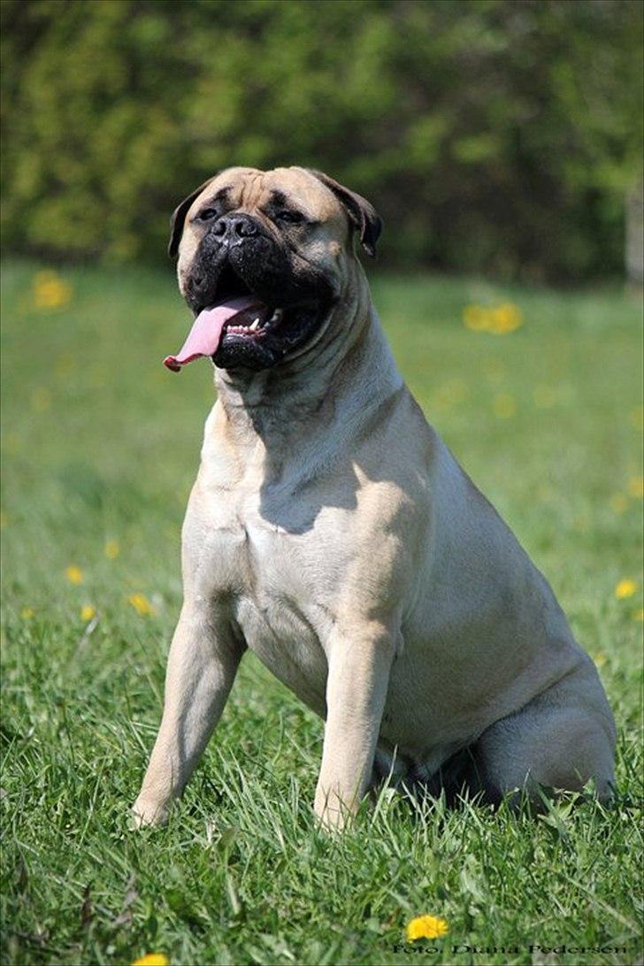 Bullmastiff > Benjamin < billede 19