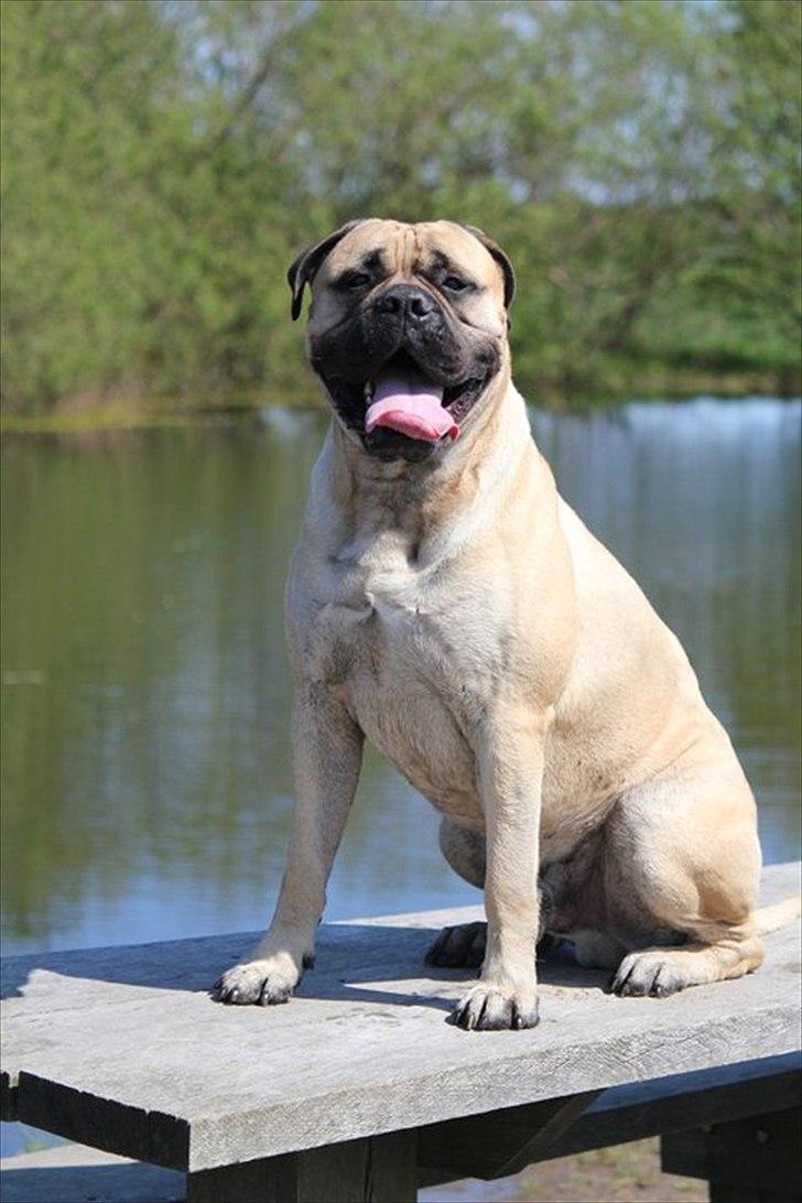 Bullmastiff > Benjamin < billede 1