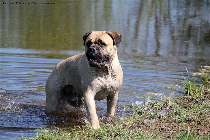 Bullmastiff > Benjamin < billede 20