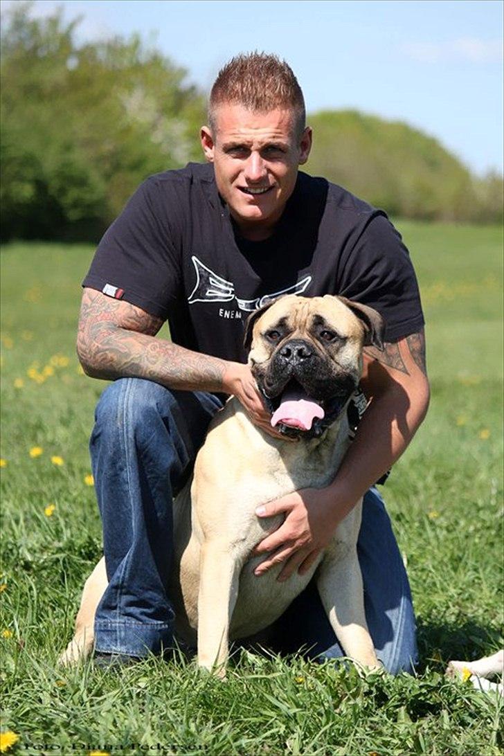 Bullmastiff > Benjamin < billede 8