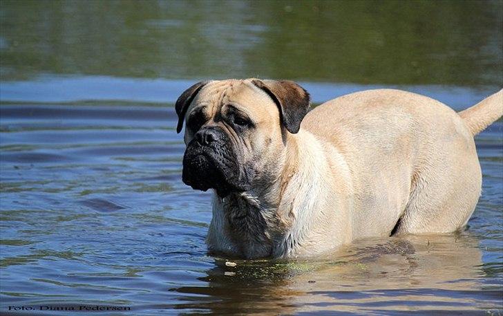 Bullmastiff > Benjamin < billede 3