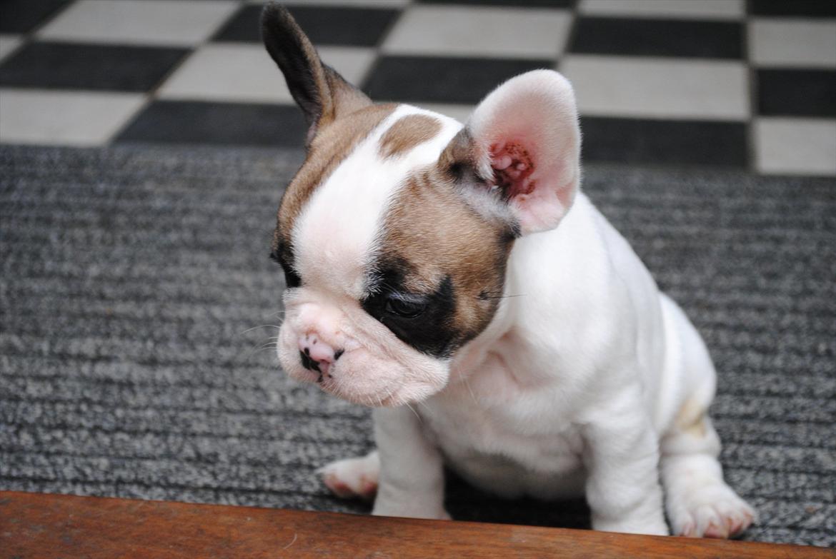 Fransk bulldog Karla billede 1