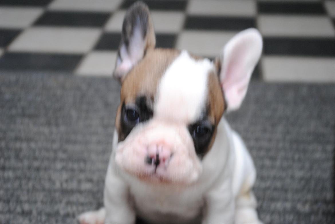 Fransk bulldog Karla billede 2