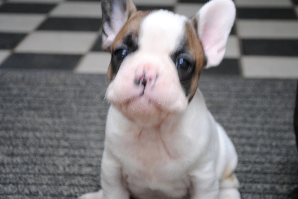 Fransk bulldog Karla billede 3