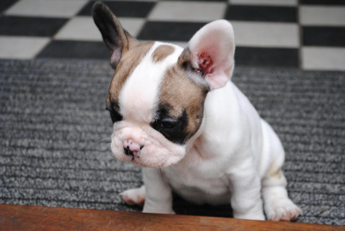Fransk bulldog Karla billede 4