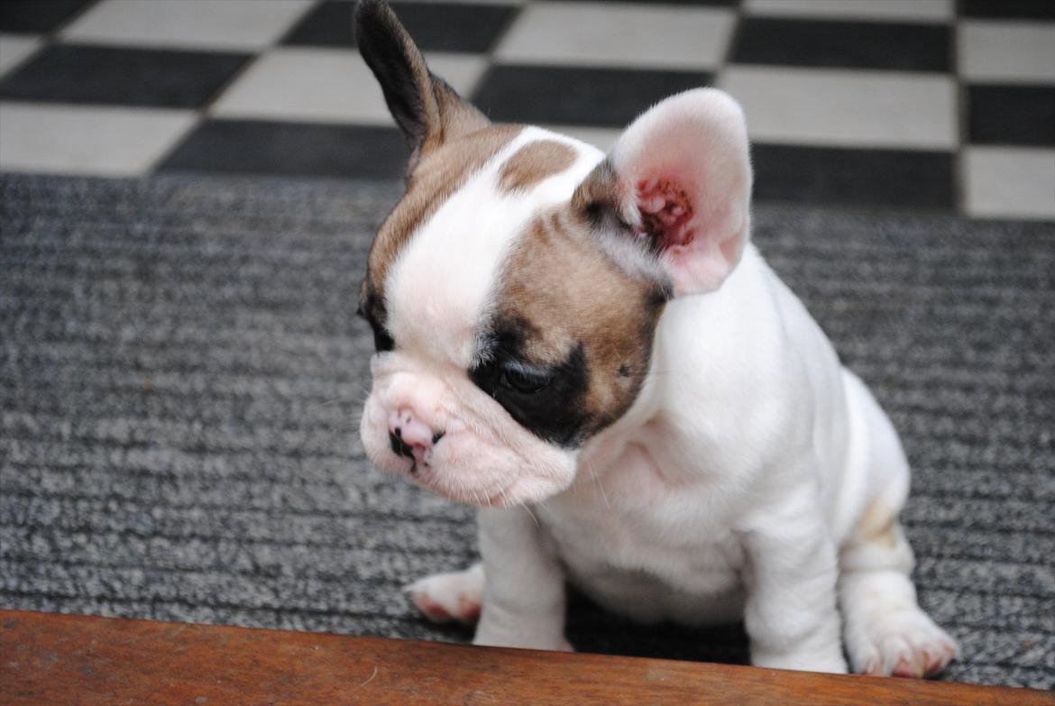 Fransk bulldog Karla billede 5