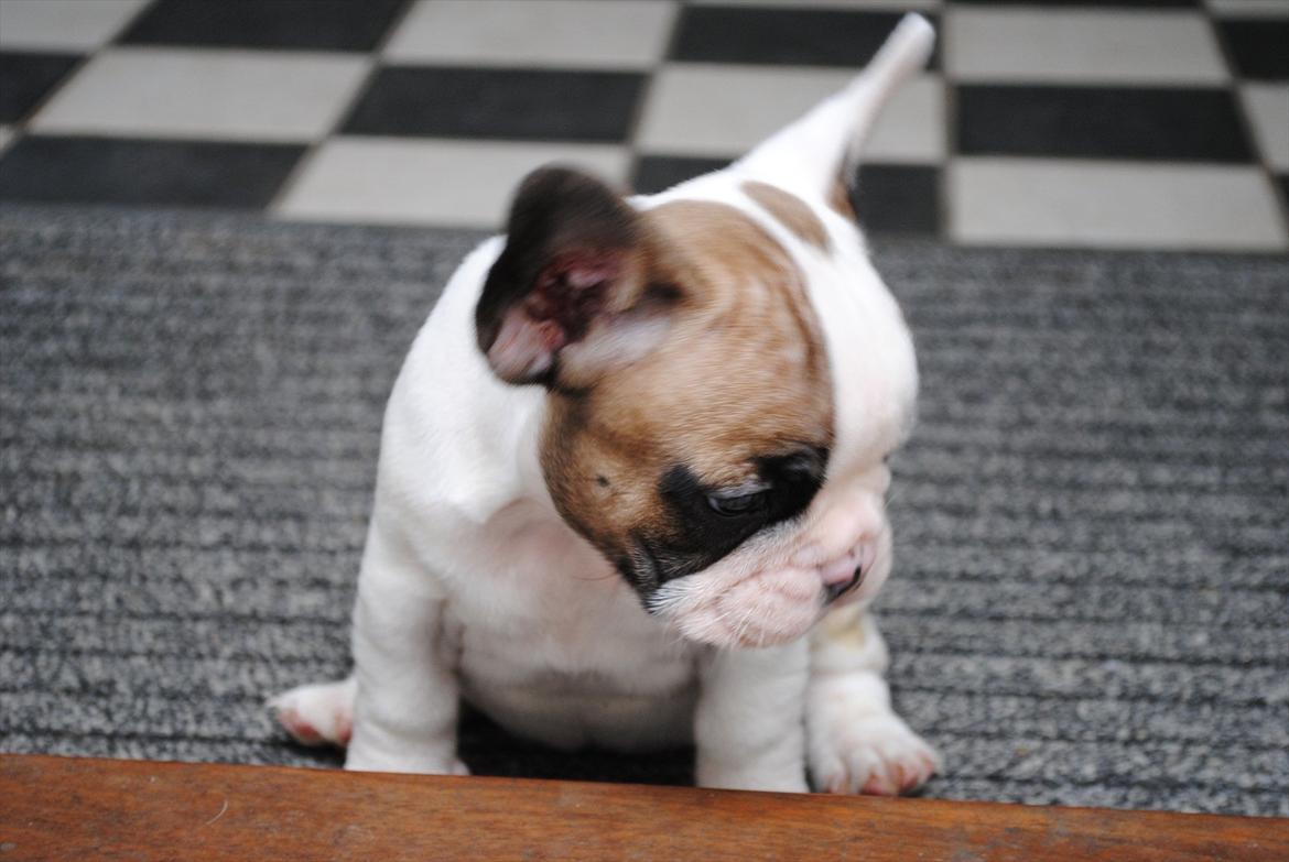 Fransk bulldog Karla billede 6