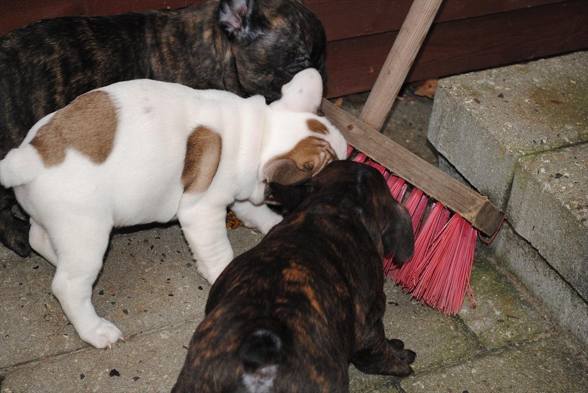 Fransk bulldog Karla billede 7