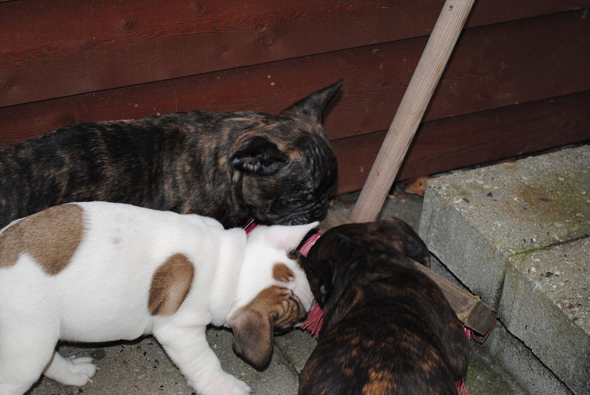 Fransk bulldog Karla billede 8