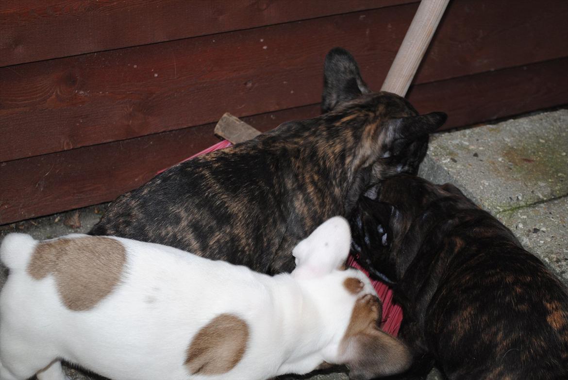 Fransk bulldog Karla billede 9