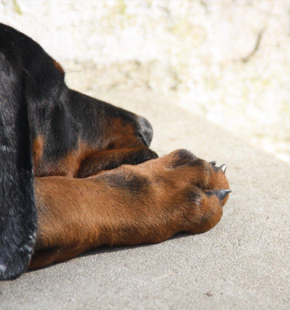 Dobermann Calle billede 2