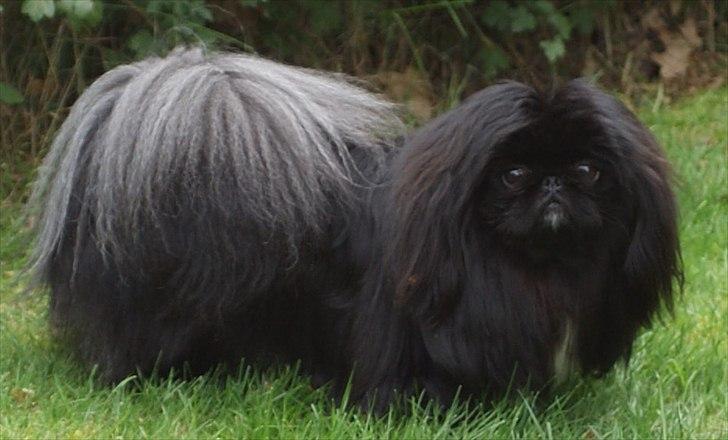 Pekingeser Boss - Så flot er jeg nu billede 1
