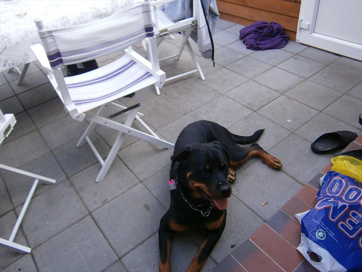 Rottweiler *Daisy billede 11