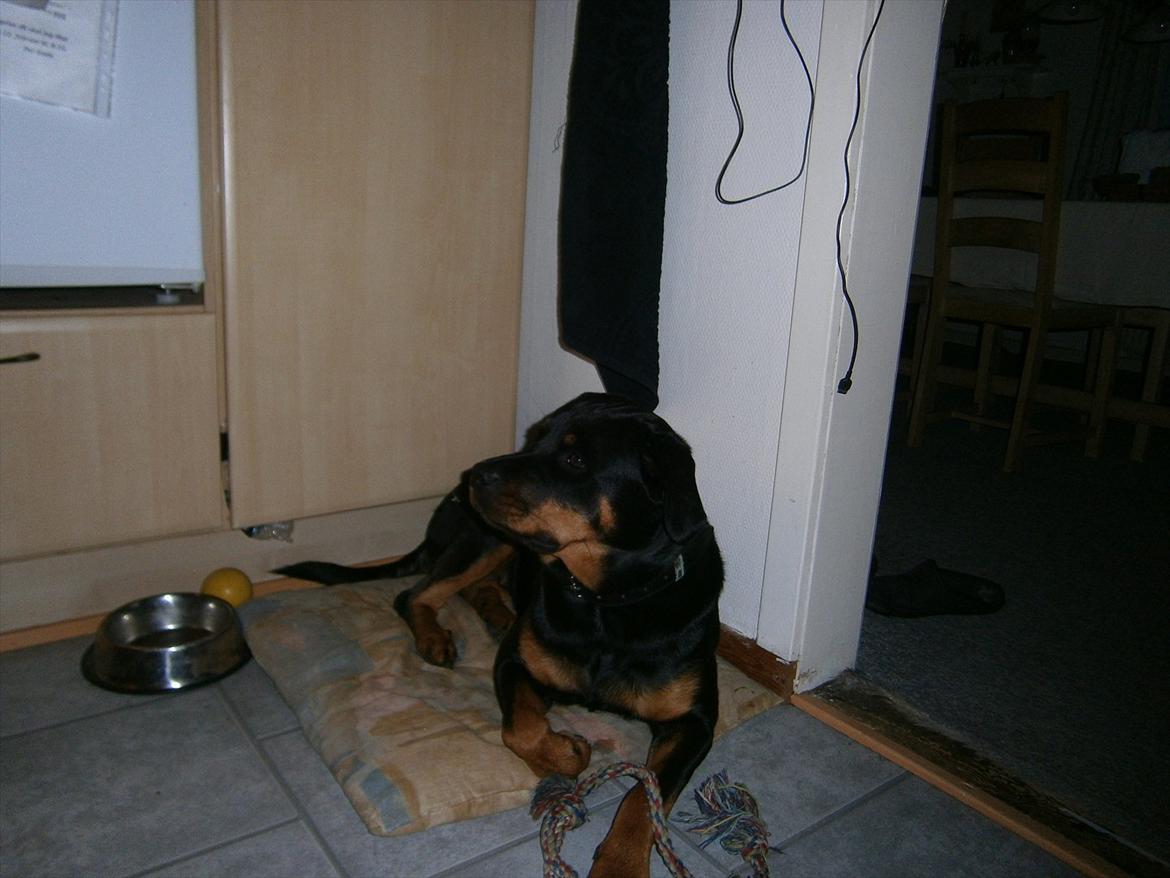 Rottweiler *Daisy billede 12