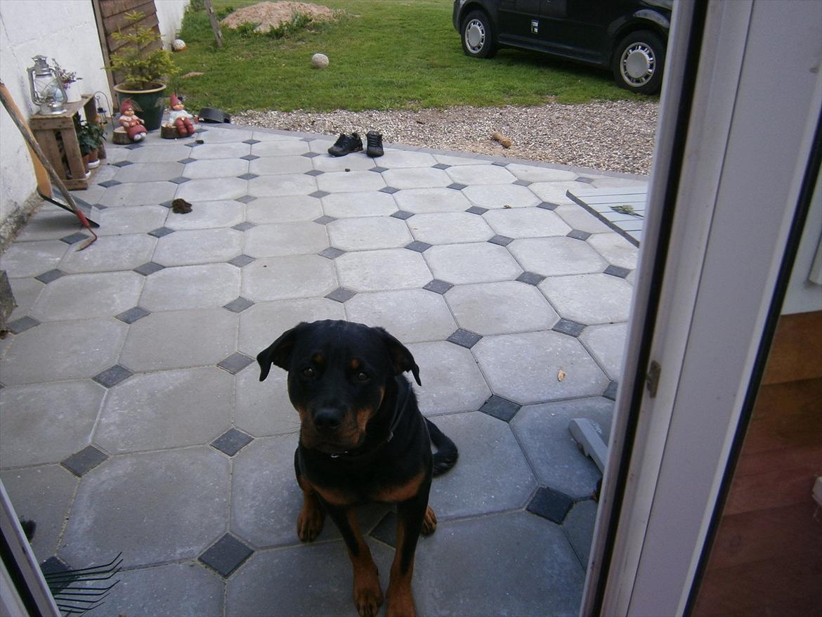 Rottweiler *Daisy billede 13