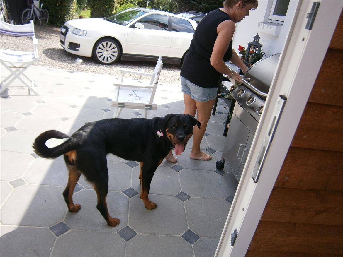 Rottweiler *Daisy billede 14