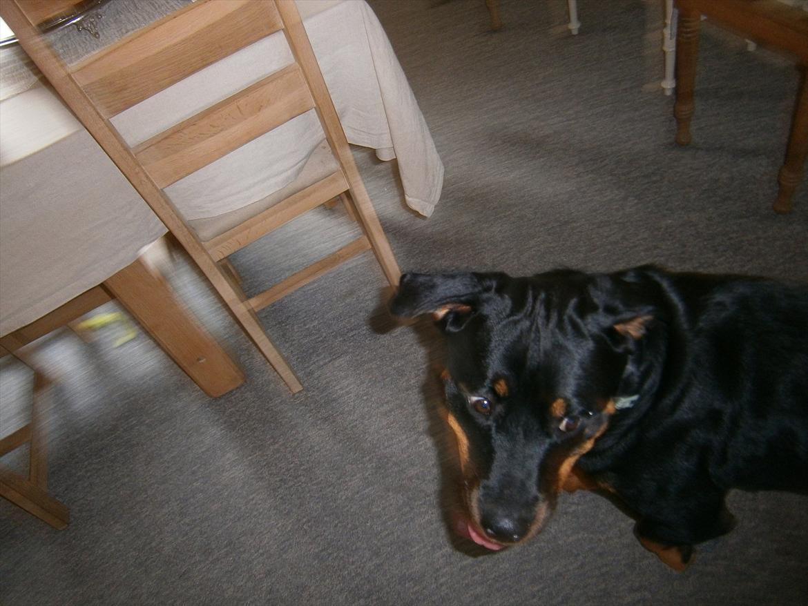 Rottweiler *Daisy billede 15