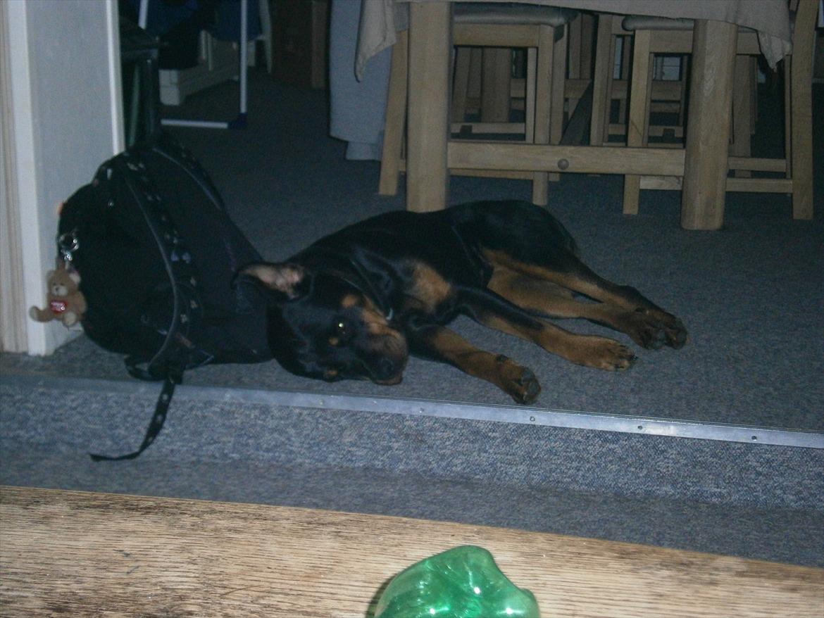 Rottweiler *Daisy billede 16