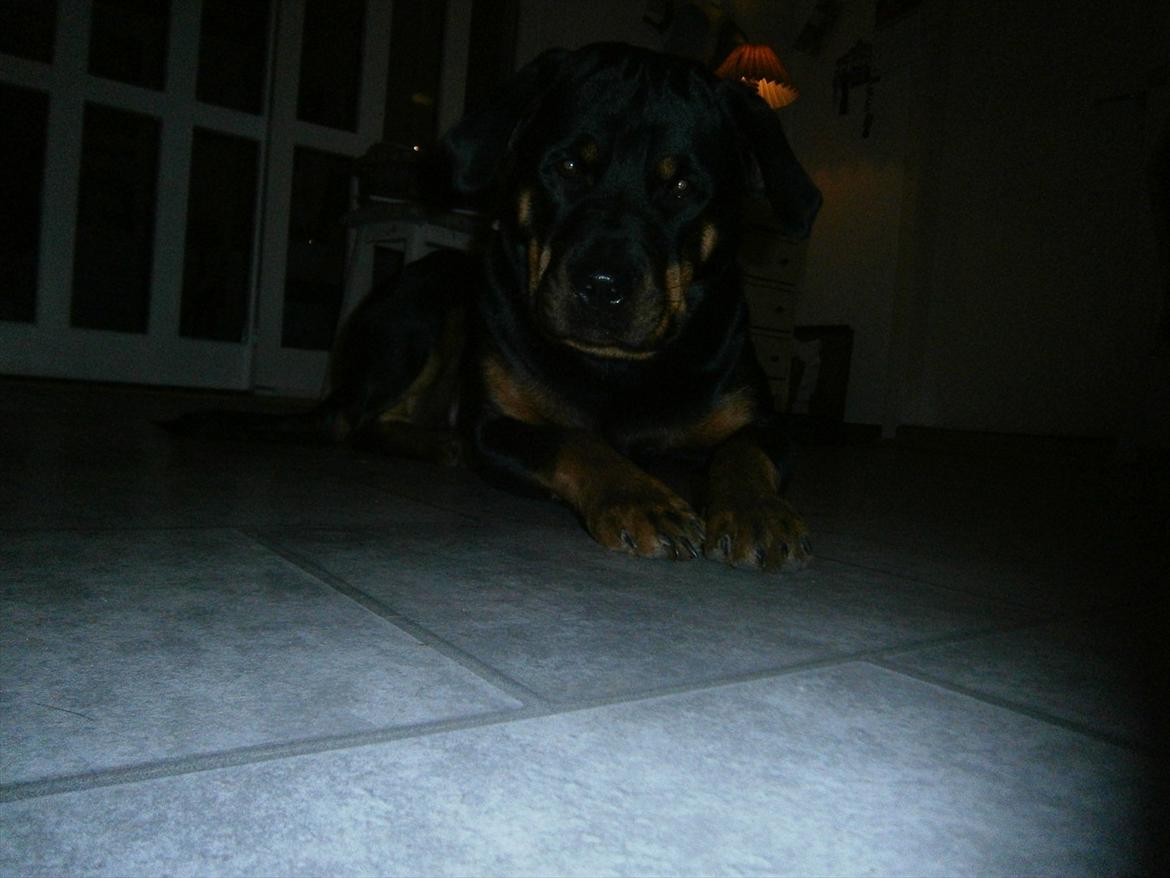 Rottweiler *Daisy billede 17