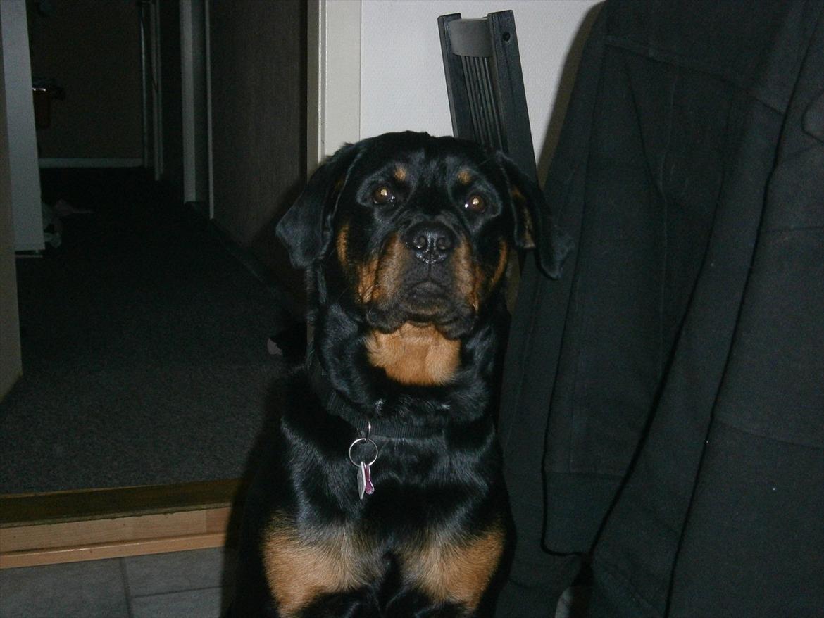 Rottweiler *Daisy billede 18