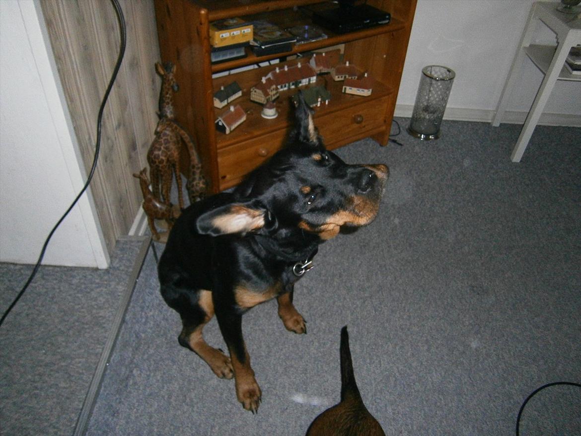 Rottweiler *Daisy billede 20