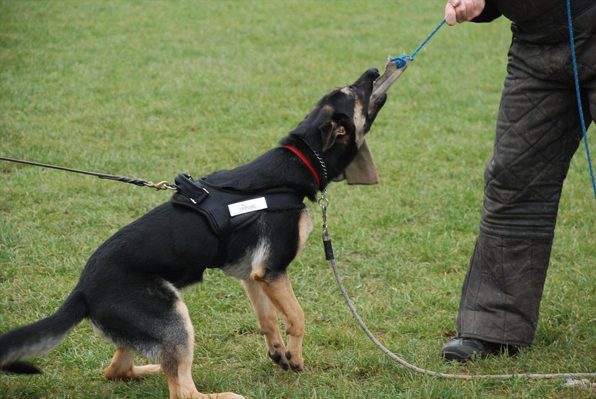 Schæferhund Juice 17/2-2011 - 7/9-2021 - /d.17/11-11  billede 30