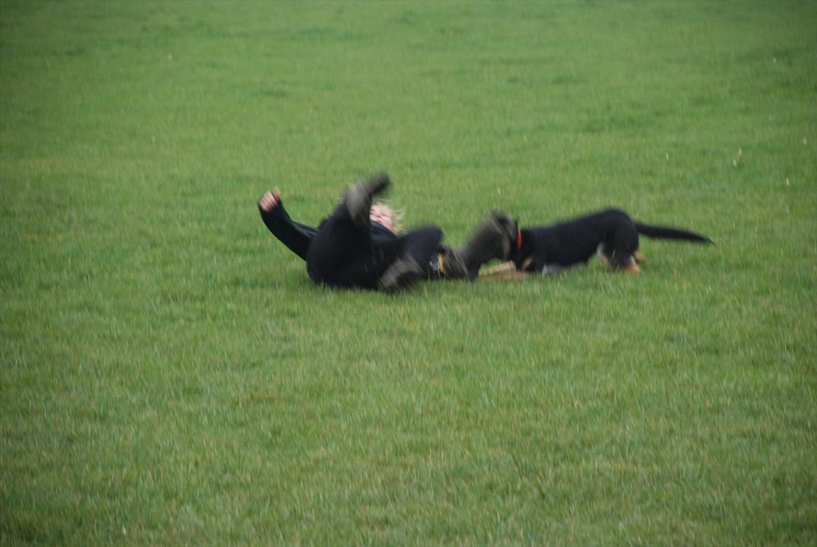 Schæferhund Juice 17/2-2011 - 7/9-2021 billede 29