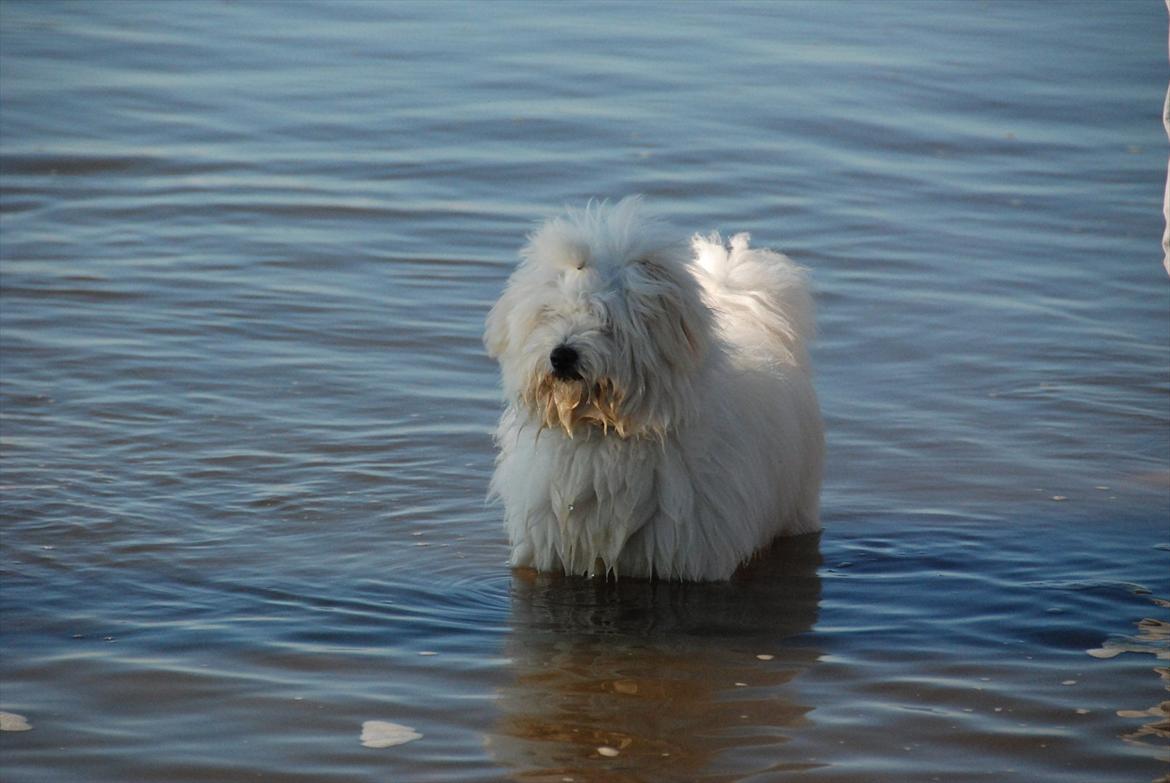 Coton de tulear Vicky - Vicky for første gang i Vesterhavet.. de sidste par gange har hun kun kigget på, men nu skulle det udforskes! billede 19