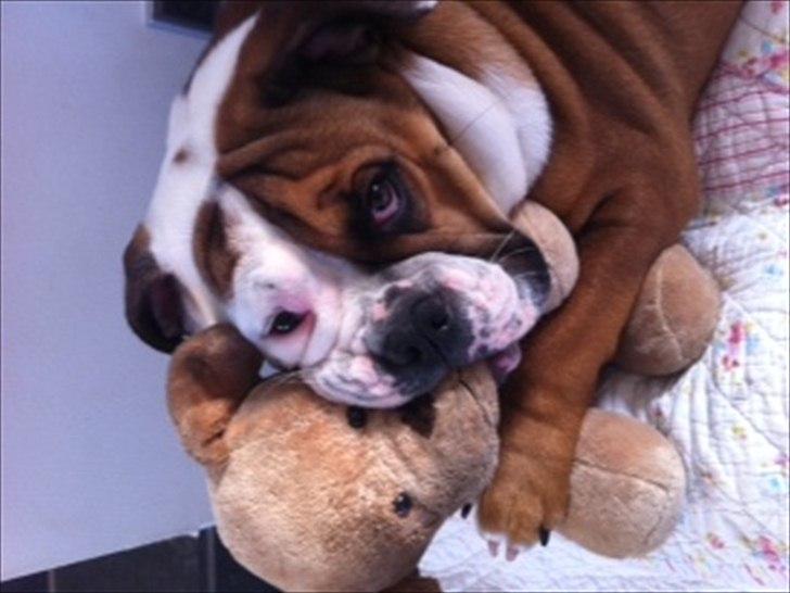 Engelsk bulldog Emma billede 8