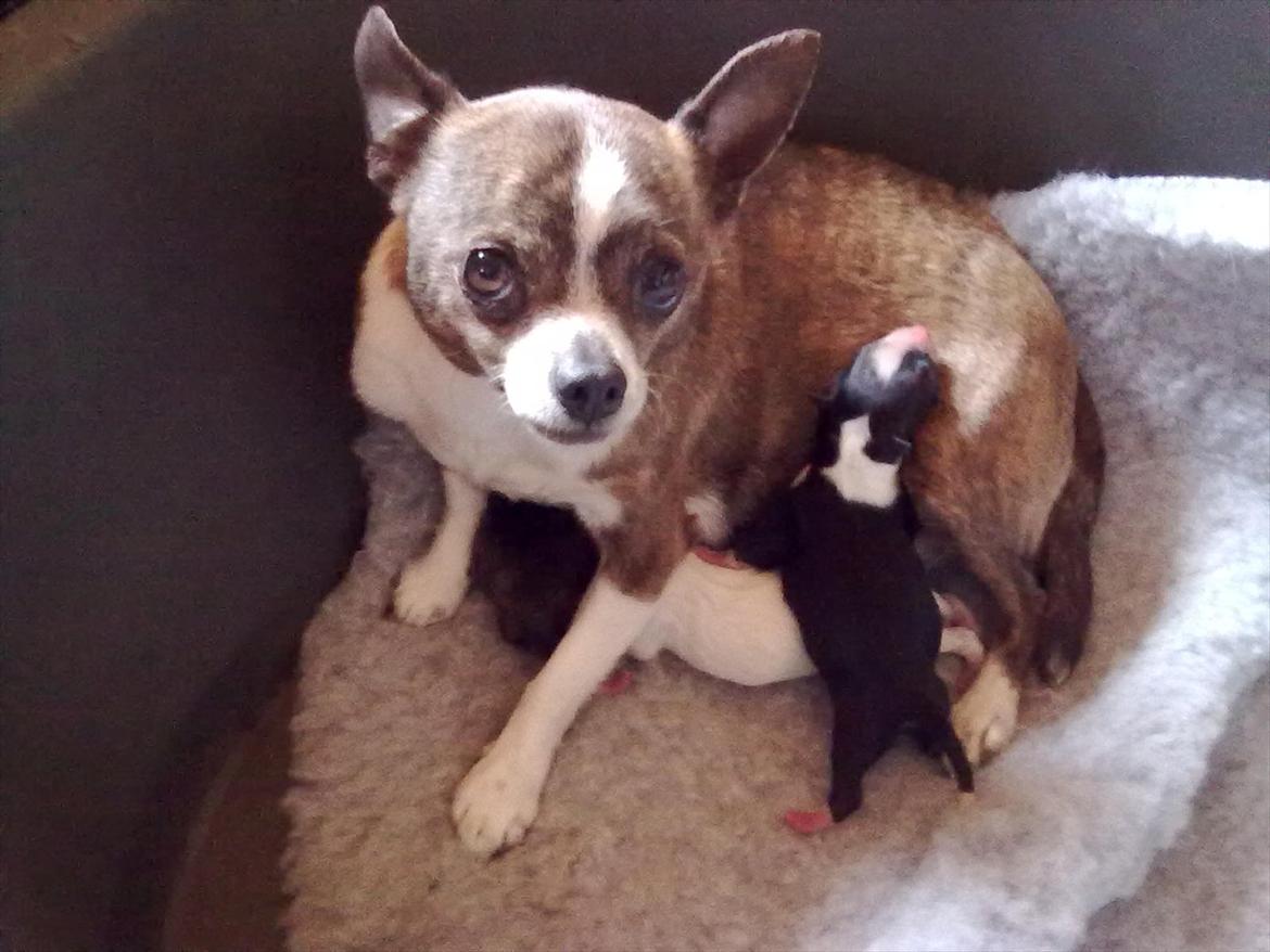 Blanding af racer chevy - Chevy med sine egne hvalpe nu :-) en god mor.. billede 2