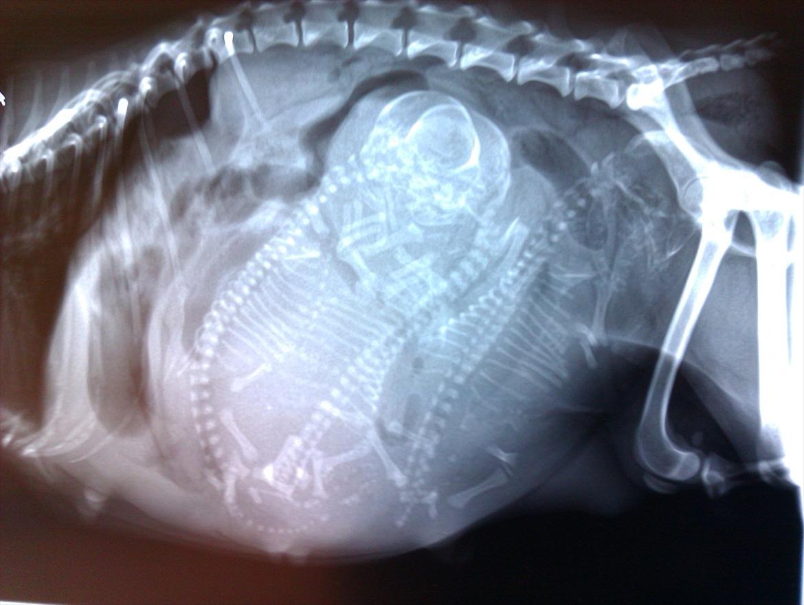 Blanding af racer chevy - scanning's billeder.. billede 3